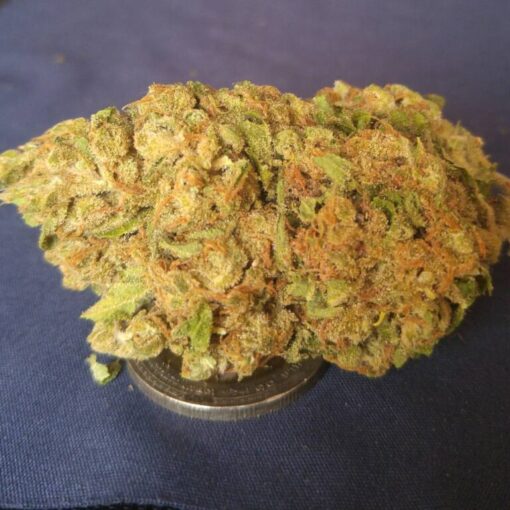pink gusher strain,Gusher euphoric strains