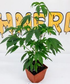 Gelato 41