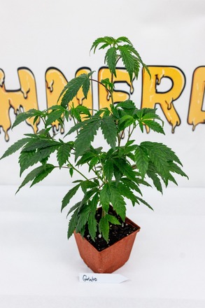 Gelato_anonymized