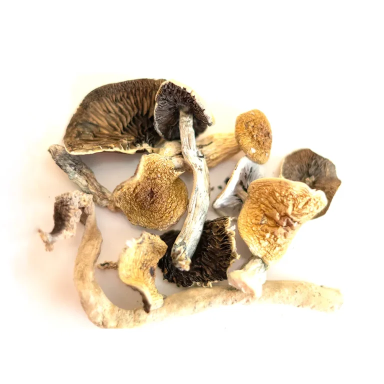 Golden-Teacher