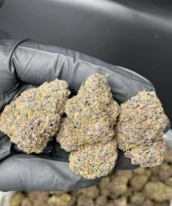 zaza weed strain